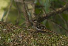 General knowledge about Sikkim treecreeper