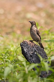 General knowledge about Spot-winged starling