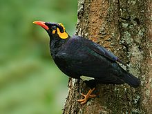 General knowledge about Southern hill myna