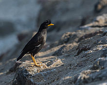 General knowledge about Great myna