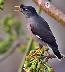 General knowledge about Jungle myna