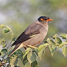 General knowledge about Bank myna