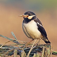 General knowledge about Pied myna