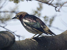 General knowledge about Chestnut-cheeked starling