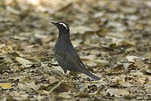 General knowledge about Siberian thrush