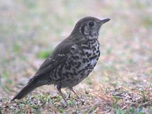 General knowledge about Chinese thrush
