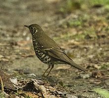 General knowledge about Long-tailed thrush