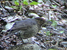 General knowledge about Long-billed thrush