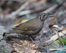 General knowledge about Dark-sided thrush