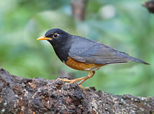 General knowledge about Black-breasted thrush