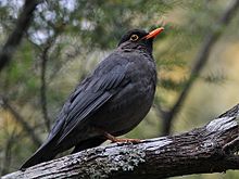Indian blackbird