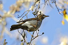 General knowledge about Grey-sided thrush