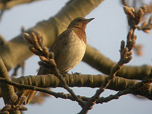 General knowledge about Red-throated thrush