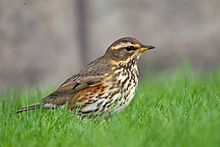 General knowledge about Redwing