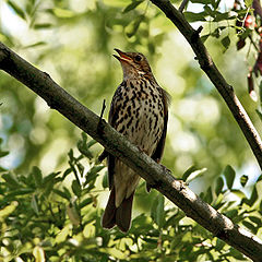 General knowledge about Song thrush