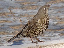 General knowledge about Mistle thrush