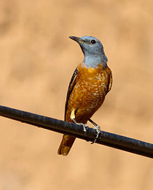 General knowledge about Common rock thrush