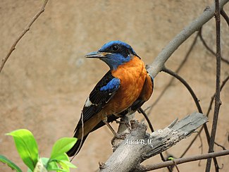 General knowledge about Blue-capped rock thrush