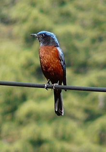 General knowledge about Chestnut-bellied rock thrush