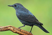 General knowledge about Blue rock thrush