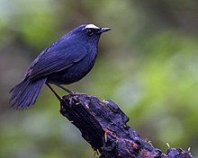 General knowledge about White-browed shortwing