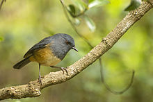 General knowledge about Nilgiri blue robin