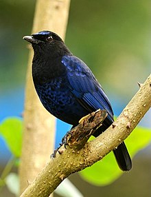 General knowledge about Malabar whistling thrush