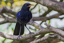 General knowledge about Blue whistling thrush