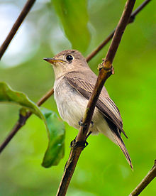 General knowledge about Asian brown flycatcher