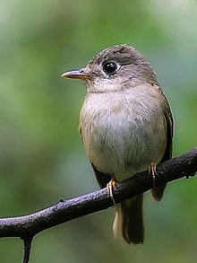 General knowledge about Brown-breasted flycatcher