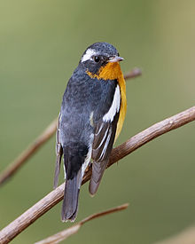 General knowledge about Mugimaki flycatcher