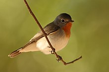 General knowledge about Red-breasted flycatcher