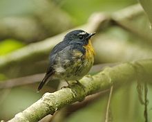 General knowledge about Snowy-browed flycatcher