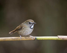 General knowledge about White-gorgeted flycatcher