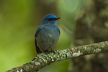 General knowledge about Pale blue flycatcher
