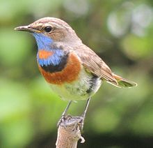 General knowledge about Bluethroat