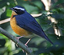 Indian blue robin