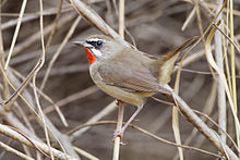 General knowledge about Siberian rubythroat