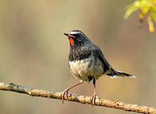 General knowledge about Himalayan rubythroat