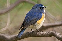 General knowledge about Red-flanked bluetail