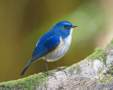 General knowledge about Himalayan bluetail