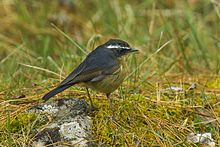 General knowledge about White-browed bush robin
