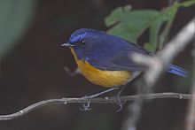General knowledge about Rufous-breasted bush robin