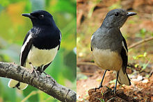 General knowledge about Oriental magpie-robin