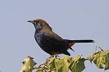 Indian robin