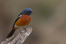 General knowledge about White-throated redstart