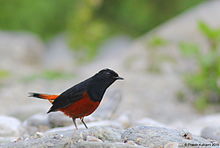 General knowledge about White-capped redstart