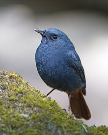 General knowledge about Plumbeous water redstart
