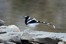 General knowledge about Spotted forktail