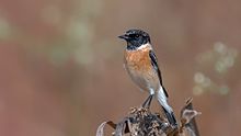 General knowledge about Siberian stonechat
